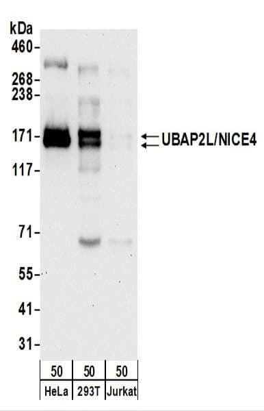 UBAP2L Antibody (aa400-450)