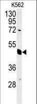 EIF3G Antibody (aa209-238)