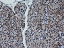 RAB30 Antibody (clone OTI1B2)