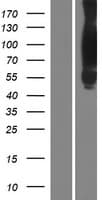 CTTN / Cortactin Protein (Over-Expression Lysate Myc-DDK (Flag))