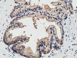 KCTD14 Antibody (clone OTI1D11)
