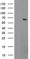 ZNF280A Antibody (aa1-333, clone OTI2H3, Carrier-free)