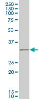 IHC-plus™ RNF144B Antibody (clone 4F1)