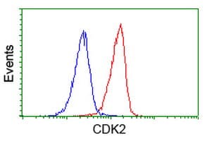 CDK2 Antibody (clone OTI4D3, Carrier-free)