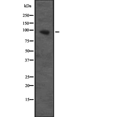 Cullin 4B / CUL4B Antibody