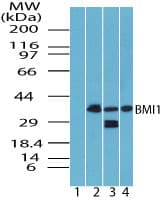 Polyclonal Rabbit anti-Human BMI1 / PCGF4 Antibody (aa270-320, WB)