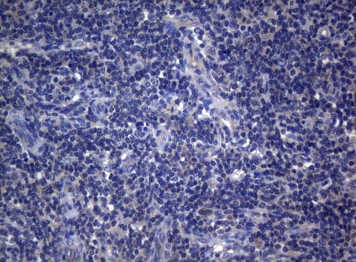 RAB3A Antibody (clone OTI1G3)