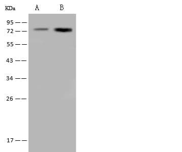 Polyclonal Rabbit anti-Human HSPA6 / HSP70B' Antibody (IF, WB)