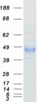 Human P2RX3 / P2X3 Protein (Recombinant Myc-DDK (Flag))