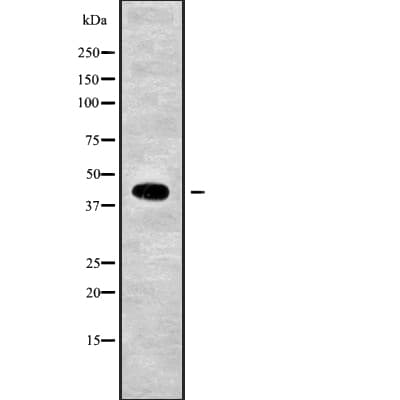 USP12 Antibody