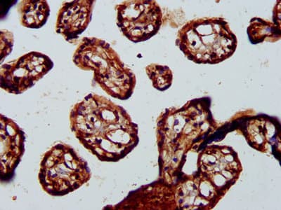 BRCC45 / BRE Antibody