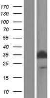PGAM5 Protein (Over-Expression Lysate Myc-DDK (Flag))