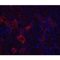 Polyclonal Rabbit anti-Human NPHS1 / Nephrin Antibody (IHC, IF, WB)