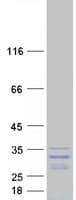 Human GAR1 / NOLA1 Protein (Recombinant Myc-DDK (Flag))