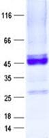 Human CXXC4 Protein (Recombinant GST, N-terminus + His, C-terminus)