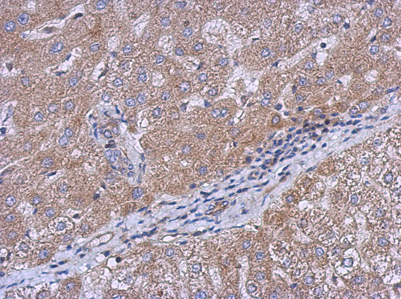CERCAM Antibody