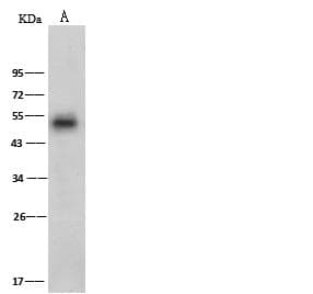 Polyclonal Rabbit anti-Rat SERPINF1 / PEDF Antibody (Preservative Free, IHC, WB)