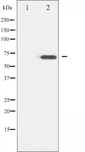 ZAP70 Antibody