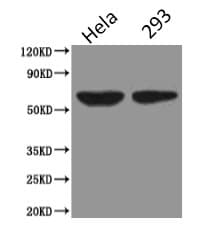 PODXL / Podocalyxin Antibody (clone 4D2G7)