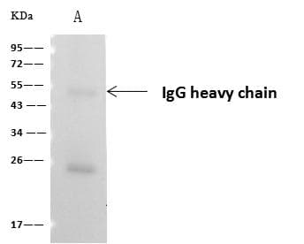 ASL / Argininosuccinate Lyase Antibody (Preservative Free)