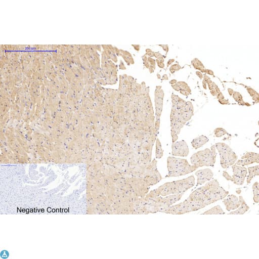 TUBA1B / Tubulin Alpha 1B Antibody