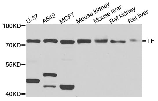 TF / Transferrin Antibody