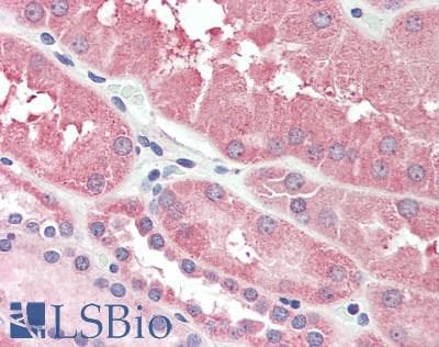 IHC-plus™ DDO / D-Aspartate Oxidase Antibody