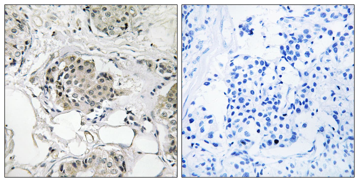 USP13 Antibody (aa811-860)