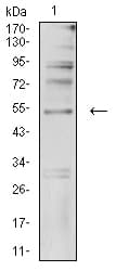 Monoclonal Mouse anti-Human TFAP2C / AP2 Gamma Antibody (clone 2F12A6, WB)