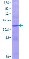Human KLRF1 Protein (Recombinant GST)