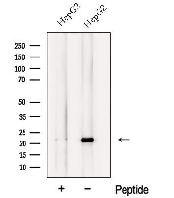NCS1 / Neuronal Calcium Sensor Antibody