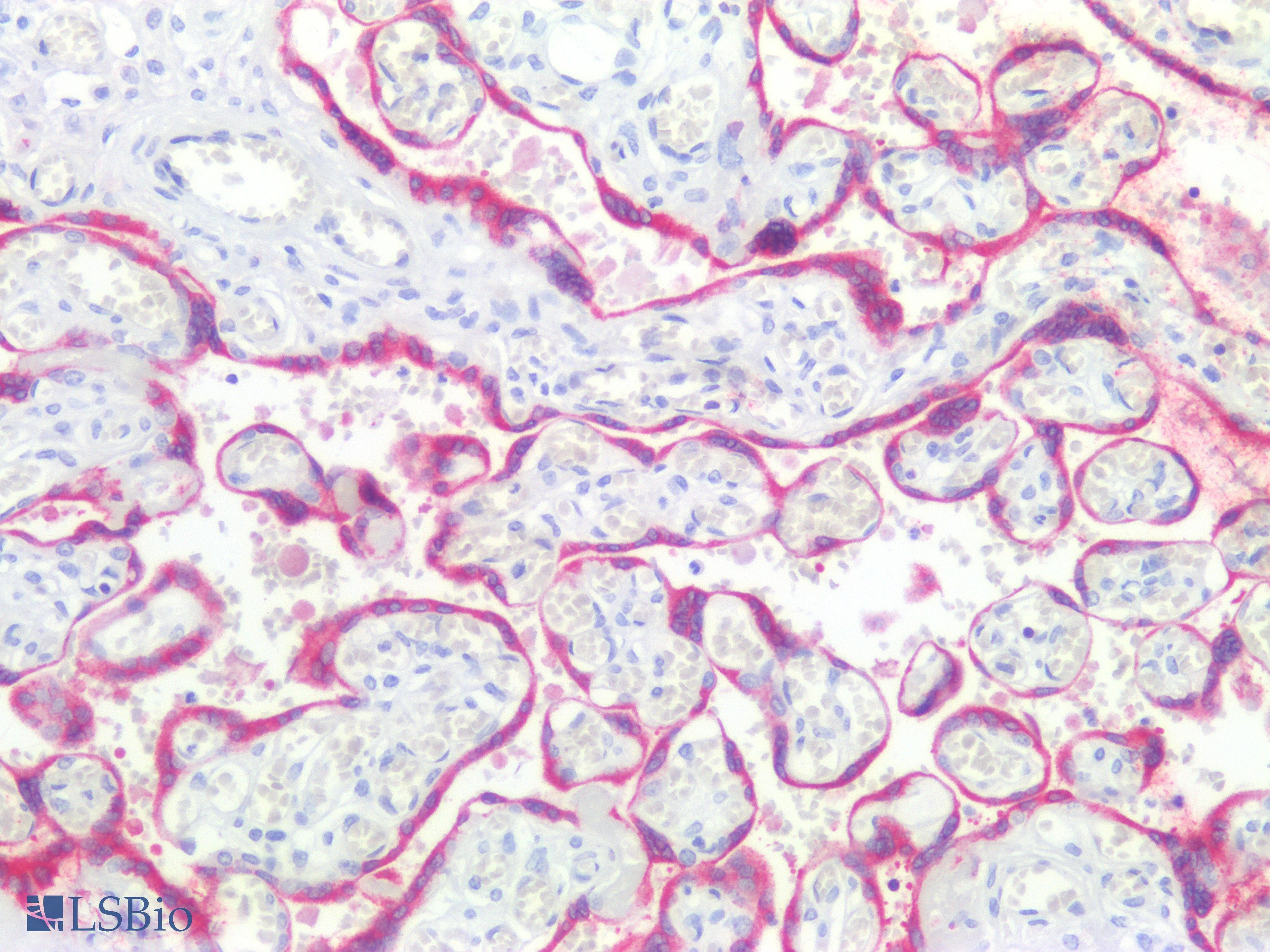 IHC-plus™ Monoclonal Mouse anti-Human BCL2 / Bcl-2 Antibody (clone Bcl-2/100, aa41-54, IHC, WB)