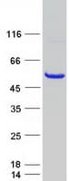 Human EGLN1 / PHD2 Protein (Recombinant Myc-DDK (Flag))