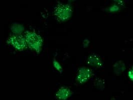 ANKRD53 Antibody (clone OTI1C10)