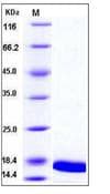 Mouse TNF Alpha Protein (Recombinant)
