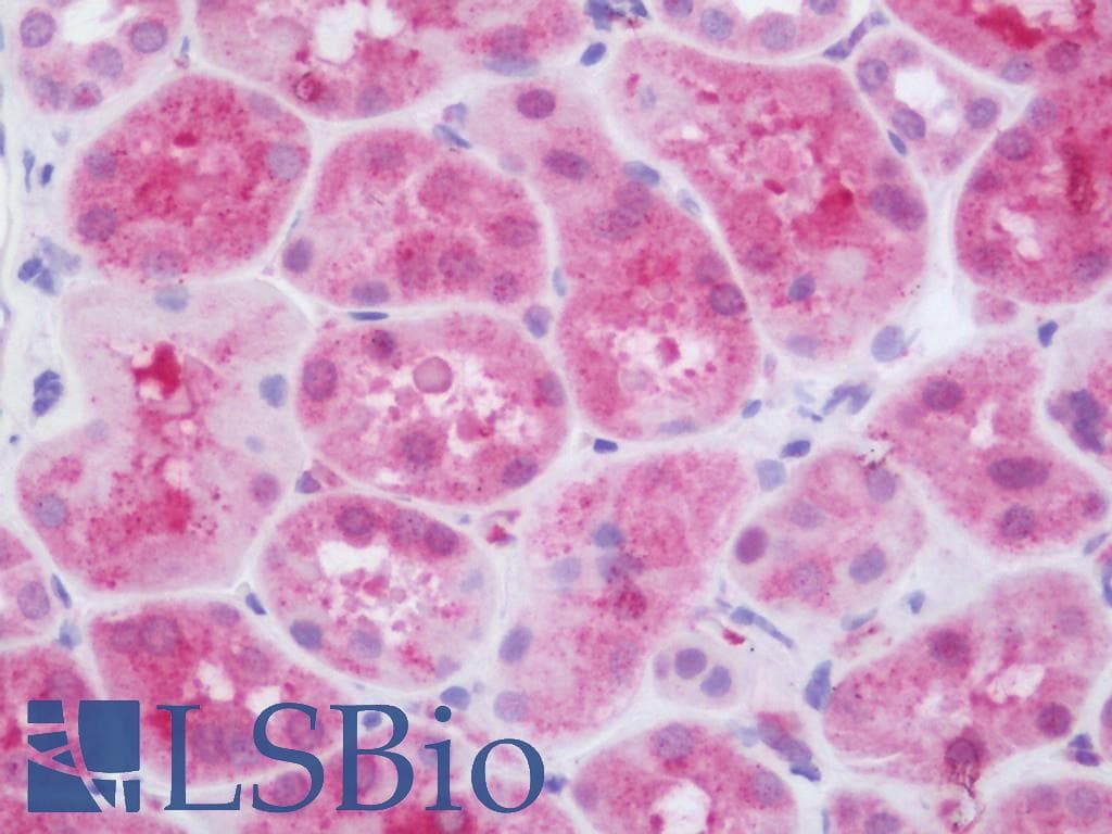 IHC-plus™ KHDC3L / ECAT1 Antibody (aa20-48)