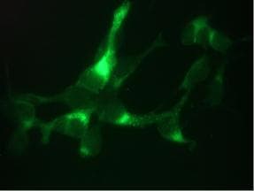 PathPlus™ KLK3 / PSA Antibody (clone 2B7)