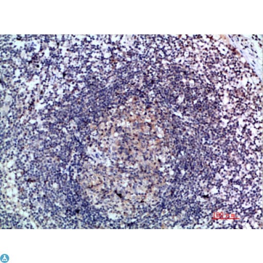 CCL21 / SLC Antibody