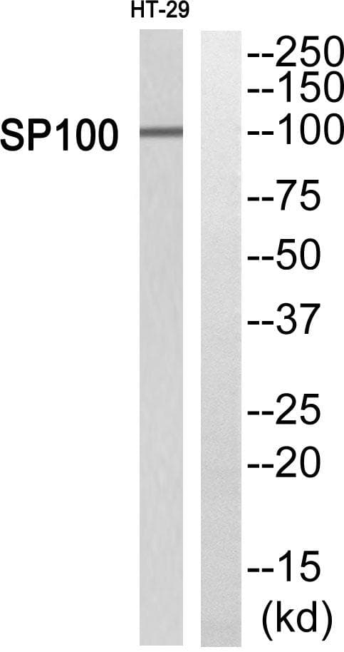 SP100 Antibody