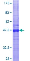 Human CLDN12 / Claudin 12 Protein (Recombinant GST)