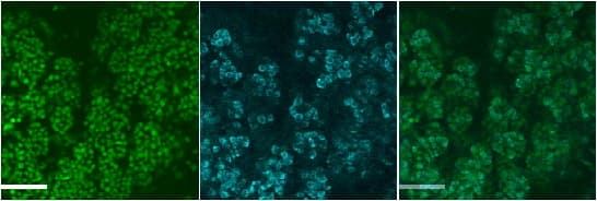 Smgc Antibody (aa518-530)