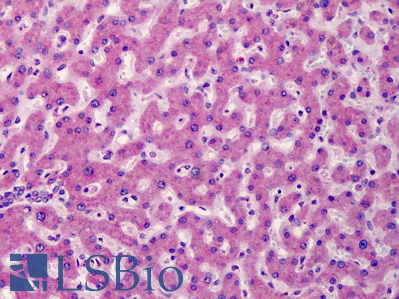 IHC-plus™ ATG16L1 / ATG16L Antibody