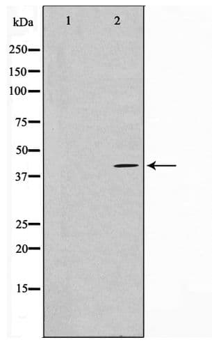 PRDM12 Antibody