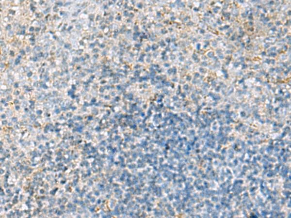 EMILIN1 / EMI Antibody