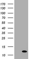 XTP4 / C17orf37 Antibody (clone OTI3H9, Carrier-free)