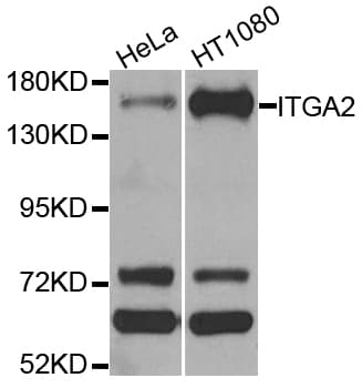 ITGA2 / CD49b Antibody