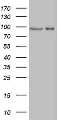 PRKG2 / CGKII Antibody (aa40-320, clone OTI10D5, Carrier-free)