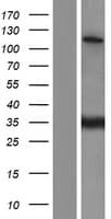 SR140 / U2SURP Protein (Over-Expression Lysate Myc-DDK (Flag))