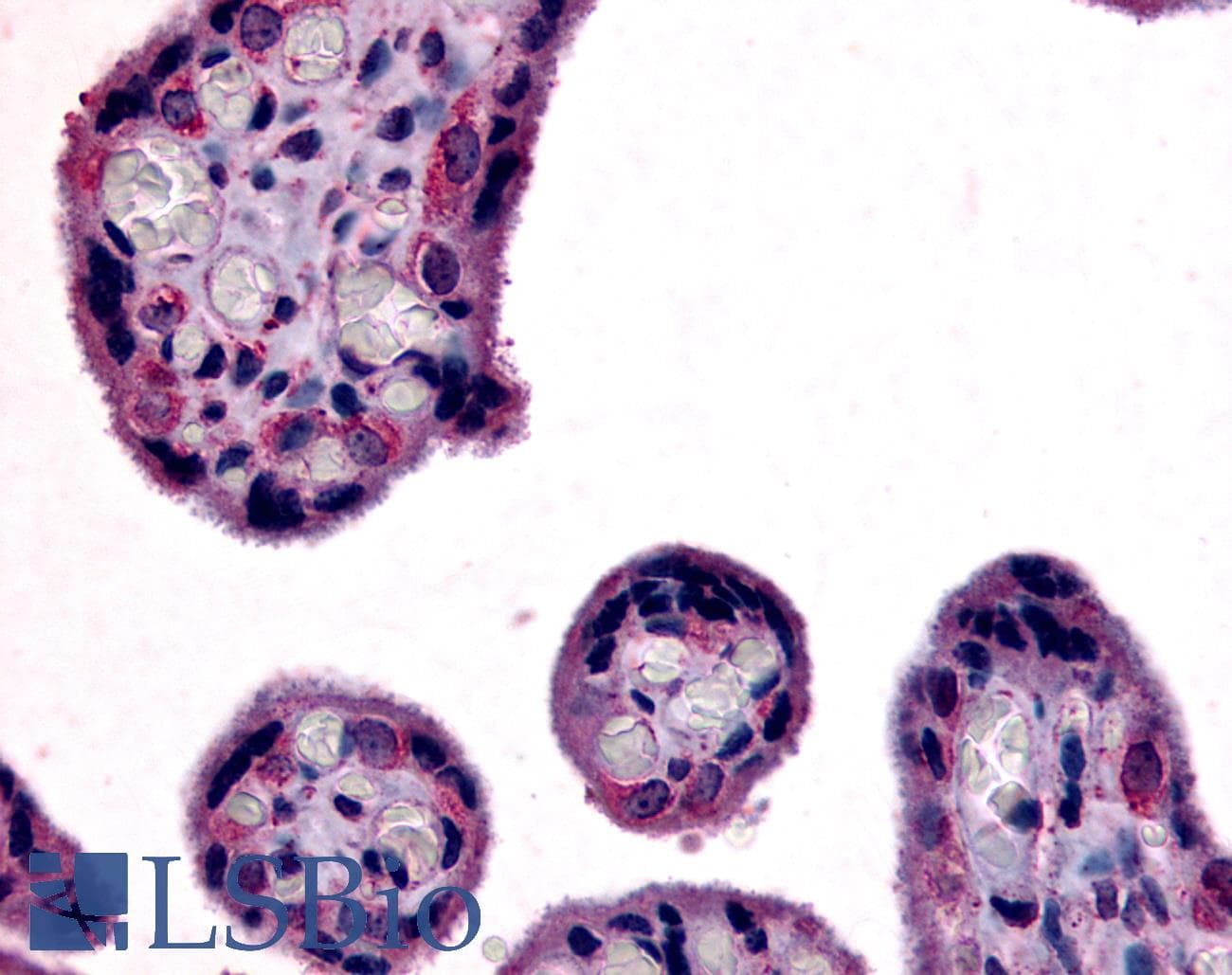 IHC-plus™ Polyclonal Rabbit anti-Human SLC7A5 / CD98 Light Chain Antibody (Internal, IHC)