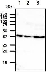 ASNA1 Antibody (clone AT2A1)